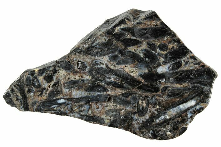 Polished Rhynie Chert - Early Devonian Vascular Plant Fossils #318917